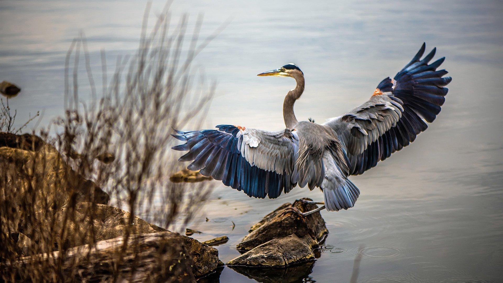 开云体育在线下载-谢震业夺得亚洲百米飞人称号，谢震业百米分段数据