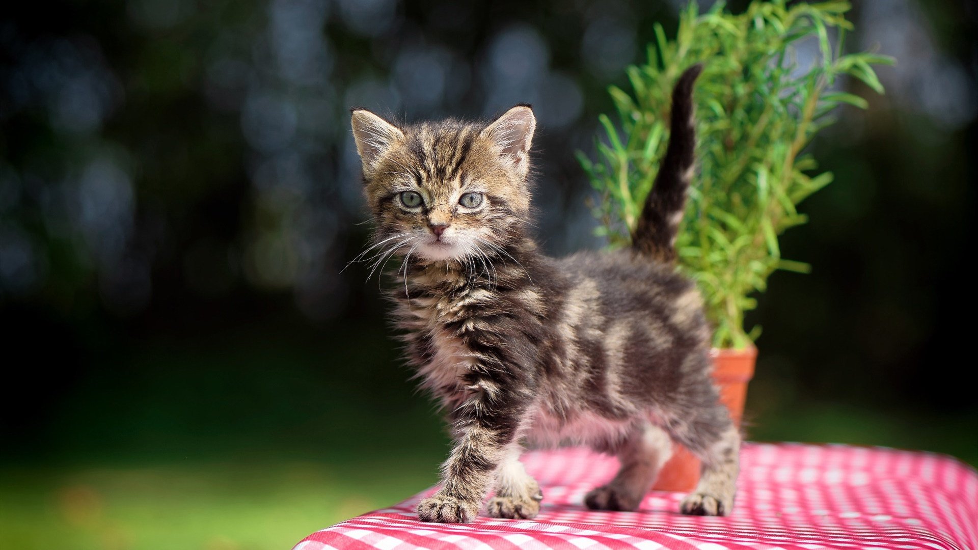 开云在线登入-双方均有破门良机，战局胶着