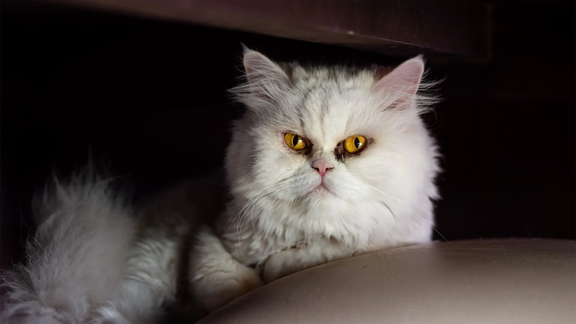 开云体育app入口-纽卡斯尔后场出球更流畅形成反击基础，纽卡斯尔首发阵容