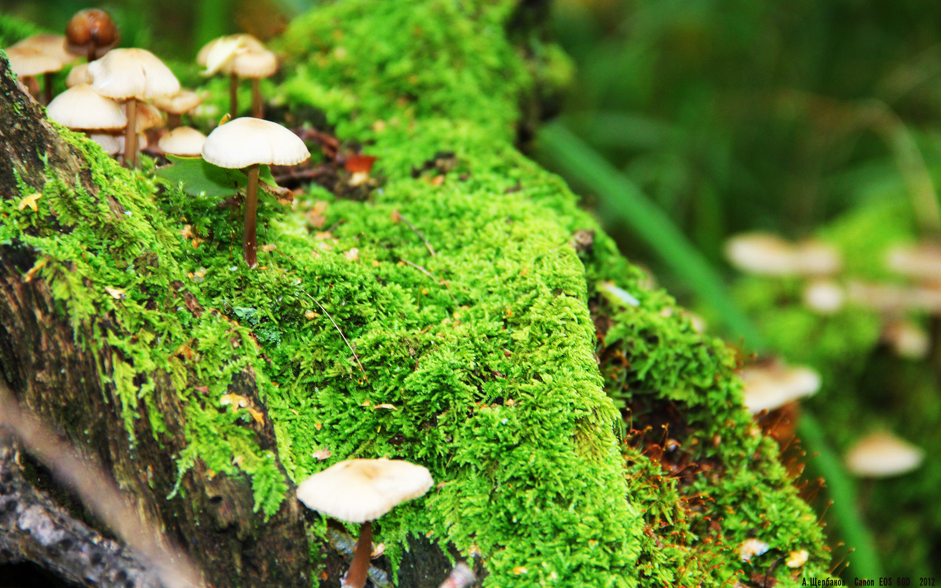 开云体育app在线-门兴格拉德巴赫边锋速度成为制胜关键，门兴格拉德巴赫实力怎么样