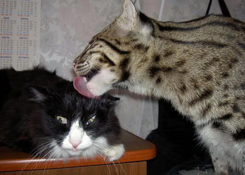 开运体育电脑版-“安赫尔·巴尔博萨的全面进攻能力，成为美洲狮队迈向世界顶级的关键”