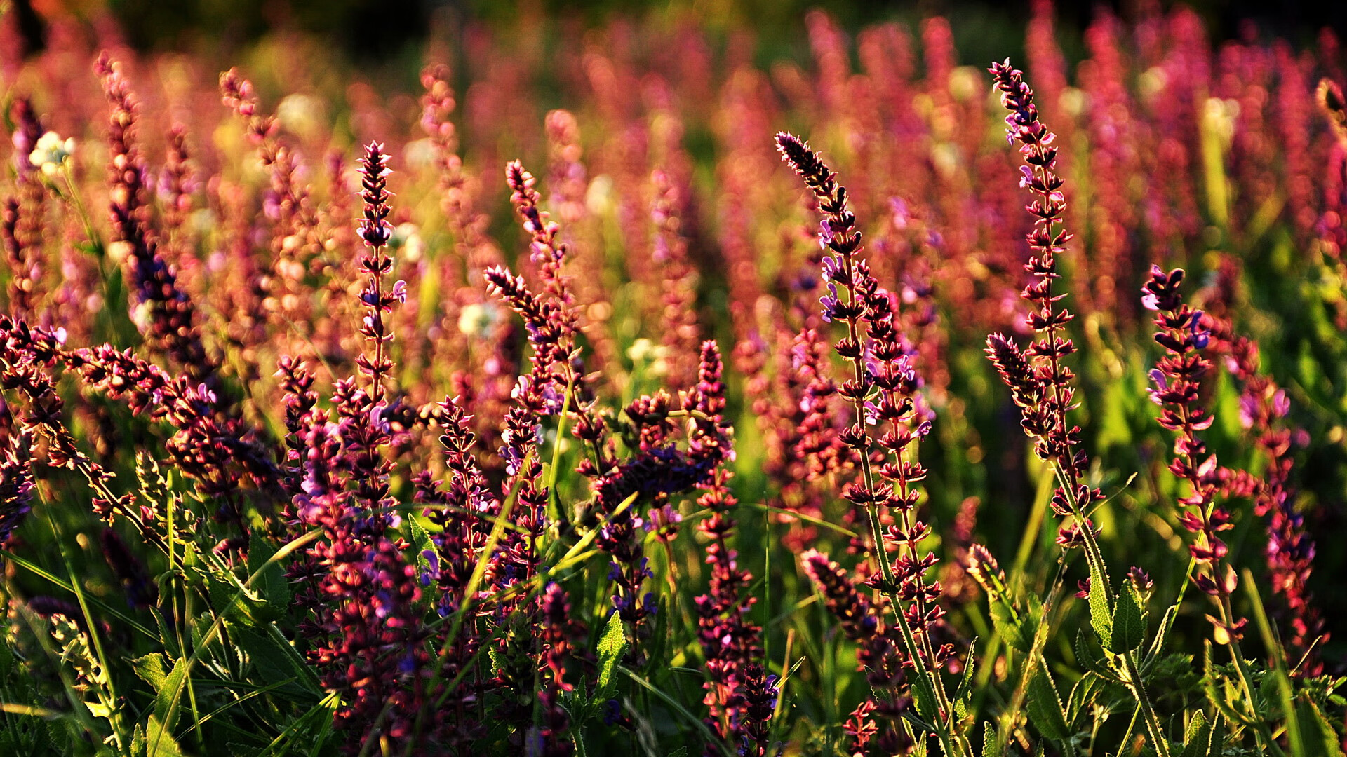 开云体育-唐纳德·高尔的攻防转换高效，带领袋鼠队重夺比赛主导权，唐纳德古尔德