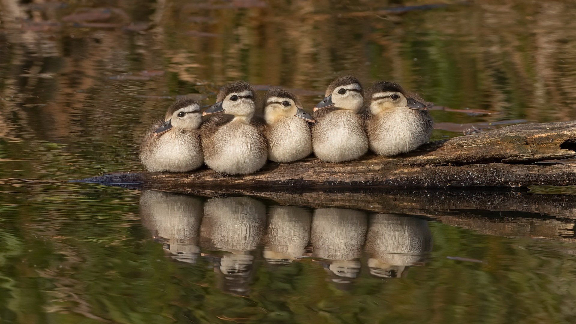 开云体育在线-塔特快速突破与出色的防守反击，为袋鼠队创造无数进攻机会，塔特是什么意思