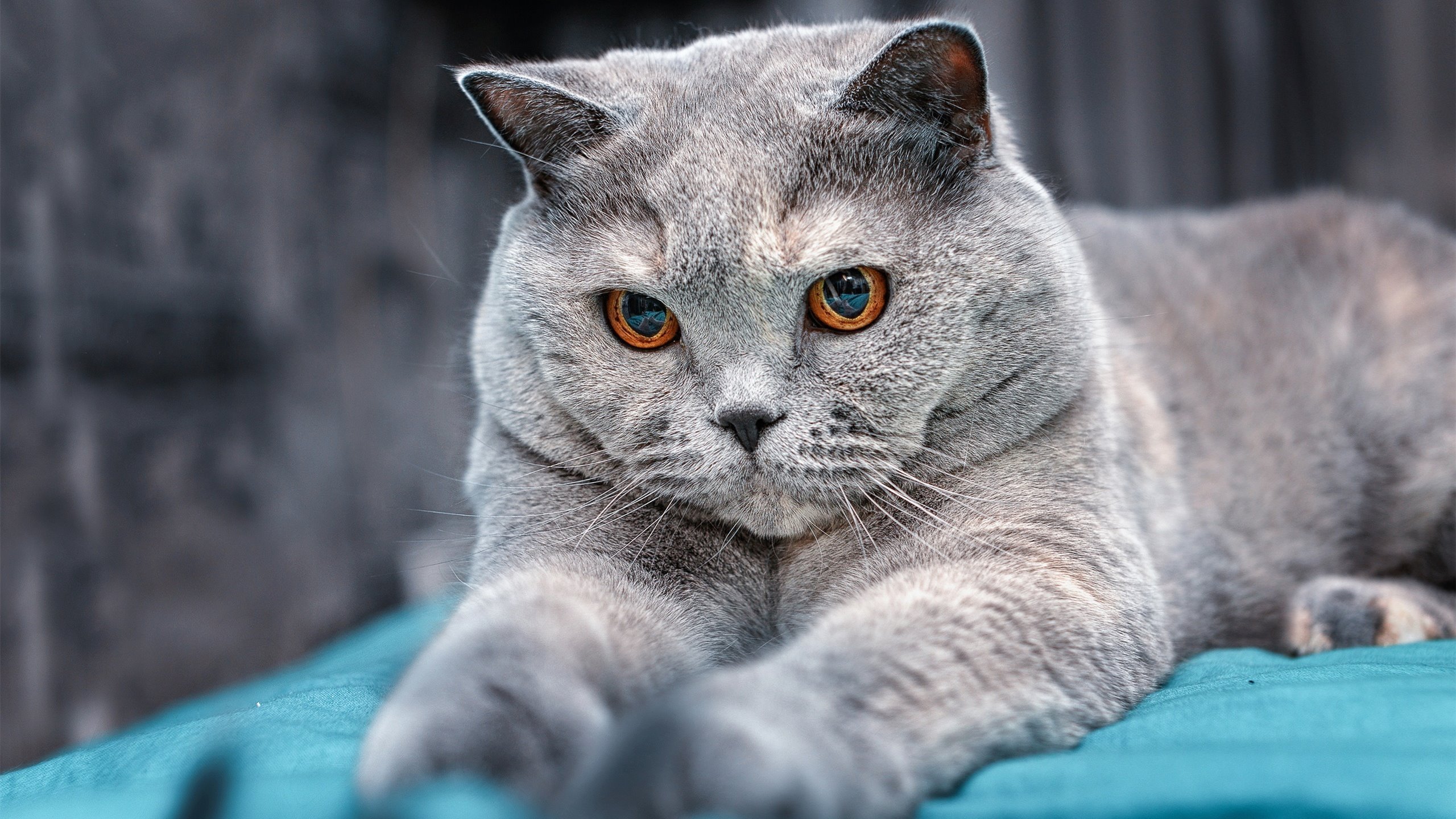 开云体育下载-多项目并行发展促进国家竞技水平提升，多项目并行管理