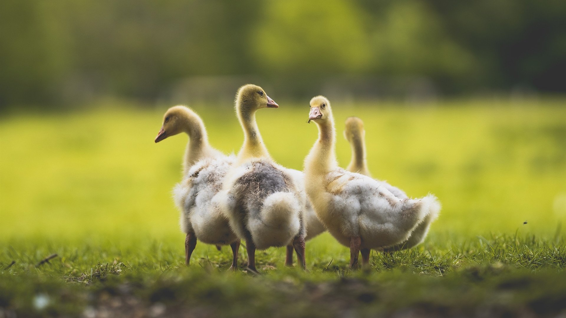 开云体育官网登入-德甲巅峰碰撞：攻守大对决令人震撼，德甲对标