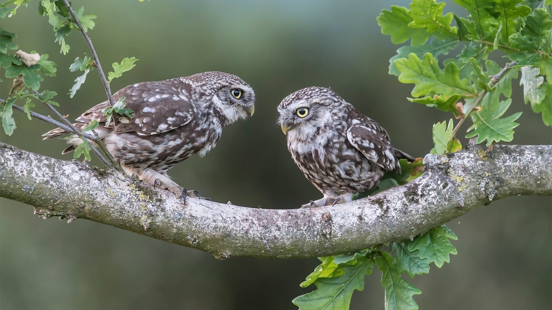 开云体育在线登入-欧洲杯变阵奇技：变化多样，惊喜不断！，欧洲杯变盘分析