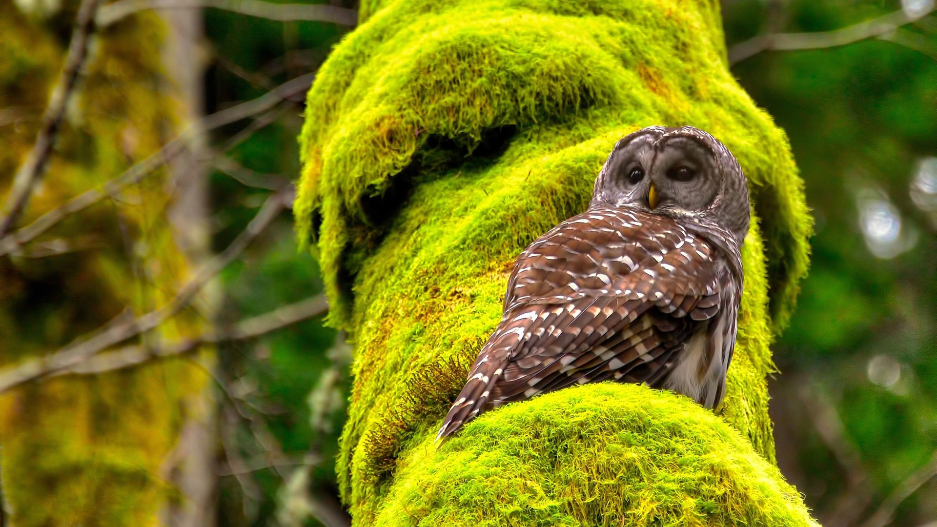 开云体育足球-热火夏训网友称能吃好也能打好，热火夏季联赛赛程