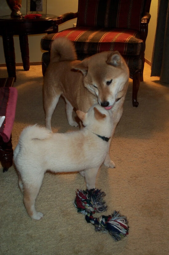 开云体育链接-科尔博稳定发挥助力夺冠，赢得掌声，科尔博机械有限公司