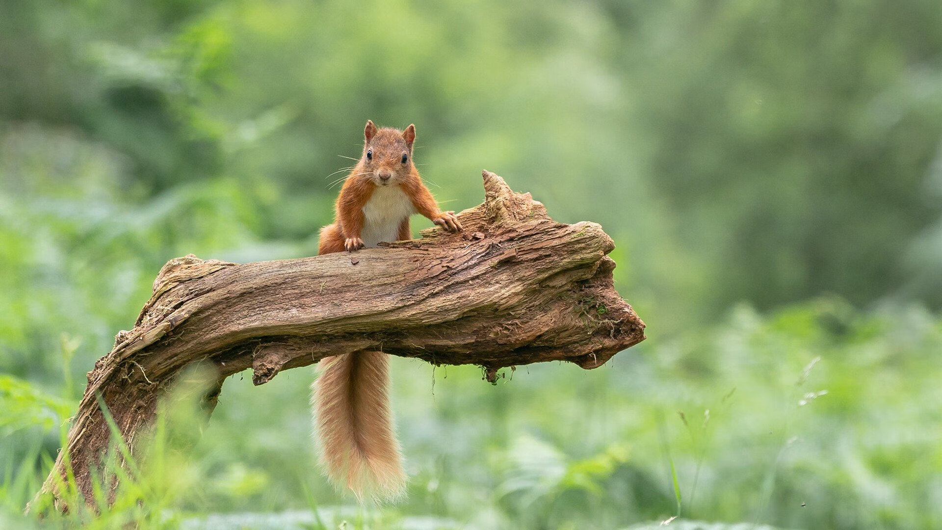 开云体育官网app-美洲杯明星降临：精彩突破，惊艳全场！，美洲杯著名球星  第3张