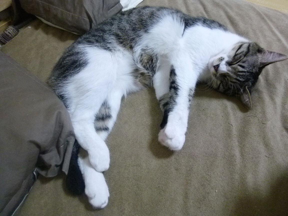 开云体育app在线-赛后媒体评分出炉表现优异球员荣登榜单引发关注，球员赛后评分网站