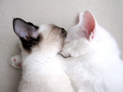 开云体育网址-不到10年，CBA公司入选北京文化产业百强榜第76名，cba北京几支参赛球队